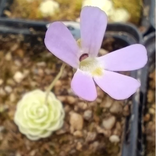 Pinguicula jaumavensis, Jaumave valley, Tamaulipas