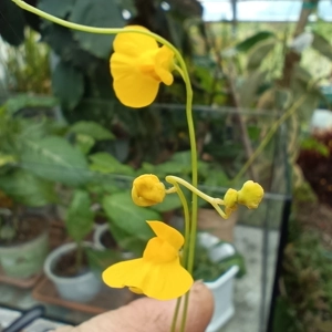 Utricularia praelonga