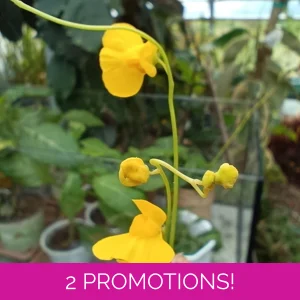 Utricularia praelonga