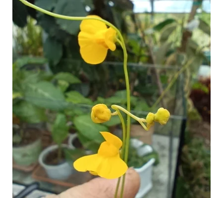 Utricularia praelonga