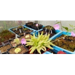 Pinguicula gigantea x moctezumae