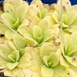 Pinguicula agnata Hidalgo