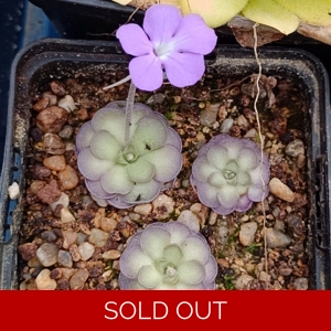 Pinguicula cyclosecta
