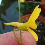 Utricularia prehensilis