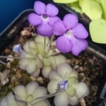 Pinguicula cyclosecta