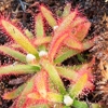 Drosera graomogolensis Minas Gerais, Brazil