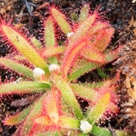 Drosera graomogolensis Minas Gerais, Brazil