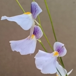 Utricularia blanchetii