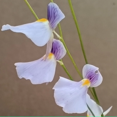 Utricularia blanchetii