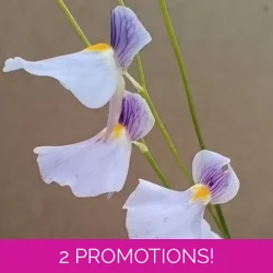 Utricularia blanchetii