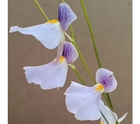 Utricularia blanchetii