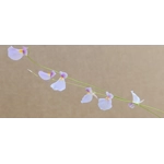 Utricularia blanchetii