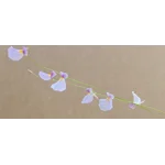 Utricularia blanchetii