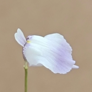 Utricularia livida Mexico
