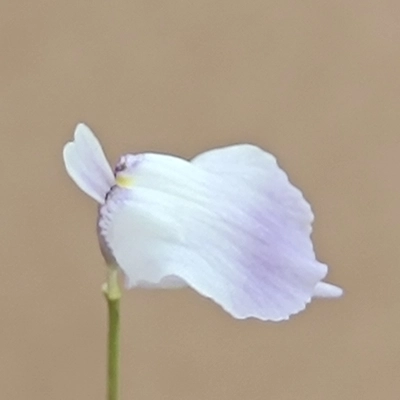 Utricularia livida Mexico