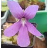 Pinguicula sp. Tehuacan