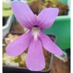 Pinguicula sp. Tehuacan