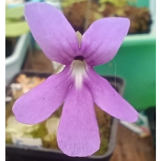 Pinguicula sp. Tehuacán