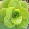 Pinguicula martinezi White flower