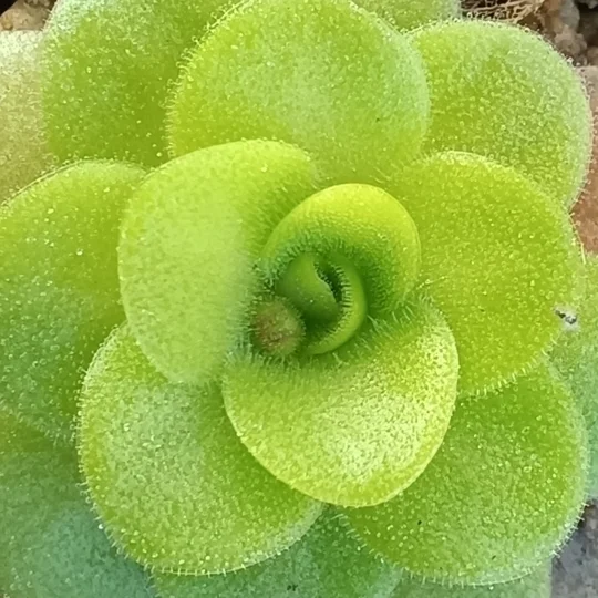 Pinguicula martinezi White flower, Sierra Gorda, Queretaro