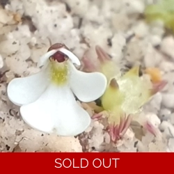 Pinguicula immaculata