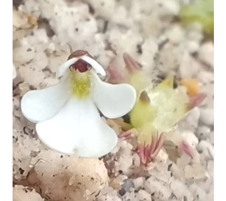 Pinguicula immaculata