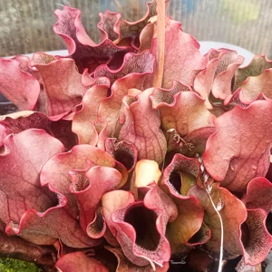 Sarracenia (North American Pitcher Plant)