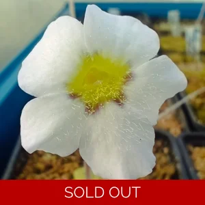 Pinguicula martinezi White f..