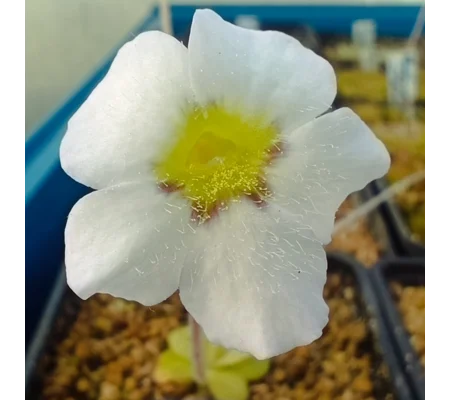 Pinguicula martinezi White flower, Sierra Gorda, Queretaro