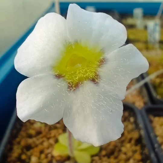 Pinguicula martinezi White flower, Sierra Gorda, Queretaro