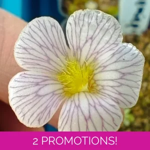 Pinguicula kondoi
