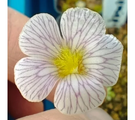 Pinguicula kondoi