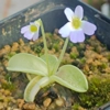 Pinguicula hirtiflora Frost resistant clone