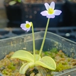 Pinguicula hirtiflora Frost resistant clone