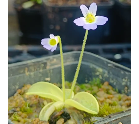 Pinguicula hirtiflora Frost resistant clone