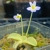 Pinguicula hirtiflora Frost resistant clone