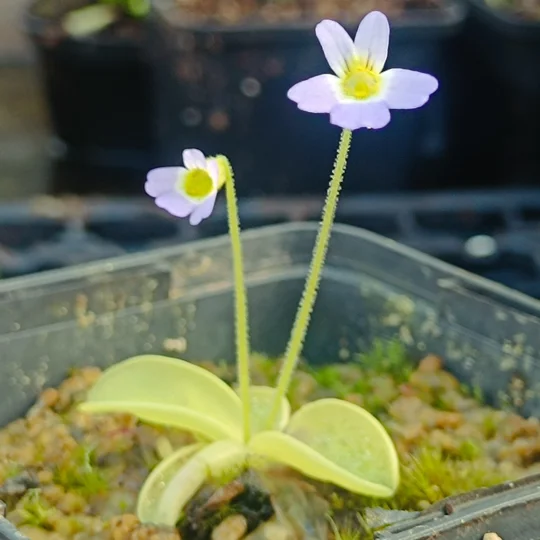 Pinguicula hirtiflora Frost resistant clone