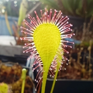 Drosera x obovata