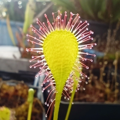 Drosera x obovata