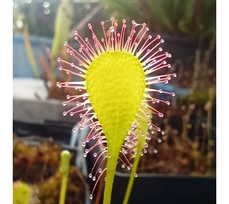 Drosera x obovata