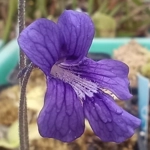 Pinguicula corsica x grandiflora Violet flower