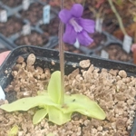 Pinguicula corsica x grandiflora Violet flower