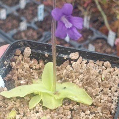 Pinguicula corsica x grandiflora Violet flower