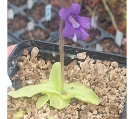 Pinguicula corsica x grandiflora Violet flower