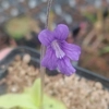 Pinguicula corsica x grandiflora Violet flower