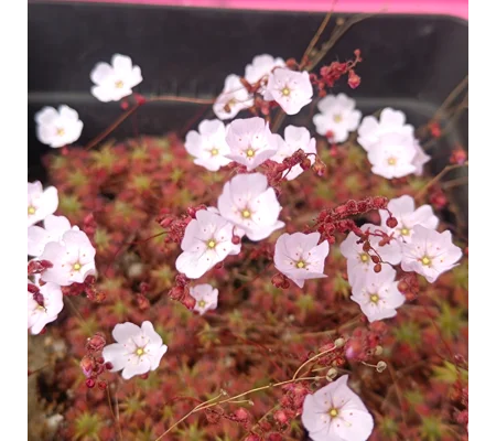 Drosera mannii x omissa, 10+ gemmae