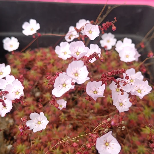 Drosera mannii x omissa, 10+ gemmae