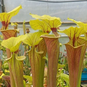 Sarracenia - species
