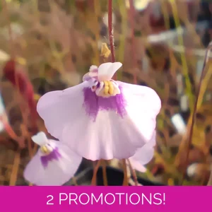 Utricularia uniflora L-..