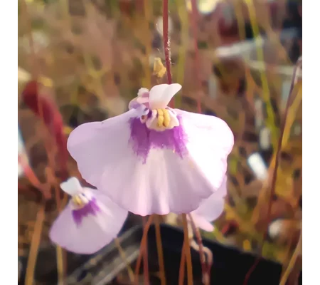 Utricularia uniflora L-form, Lismere, 20 seeds